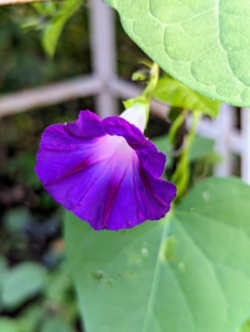 In the nearby flower cutting garden - morning glory. I have some growing on the fence. The brightly colored trumpet-shaped flowers have a slight fragrance and are popular with butterflies and hummingbirds. The buds are twirled up tightly and unfold when the sun hits them in the morning, giving them their unique name.