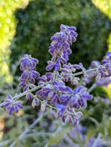 Also in my pergola garden is Perovskia atriplicifolia, commonly called Russian sage. It shows tall, airy, spike-like clusters that create a lavender-blue cloud of color above the finely textured, aromatic foliage. It is vigorous, hardy, heat-loving, drought-tolerant, and deer resistant.