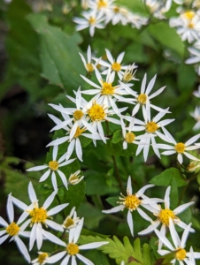 White Wood Aster, Aster divaricatus, bears clusters of small white flowers in late summer. These are herbaceous perennial wildflowers with an upright and mounding growth habit.
