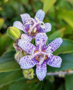 Most Tricyrtis begin blooming in September or October, depending on the cultivar and the weather, and remain for three or four weeks or until they are wilted by frost.