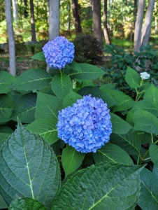 There are still a few hydrangea flowers in the garden also - these are across the carriage road from my chicken yard. Hydrangeas are popular ornamental plants, grown for their large flower heads, which are excellent in cut arrangements and for drying.