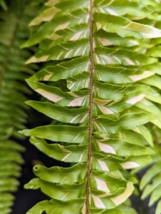 Also potted are ferns. This one is a variegated Boston fern with strikingly patterned fronds.