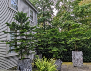 On the terrace, I have several potted Norfolk Island pines, Araucaria heterophylla, a species of conifer.