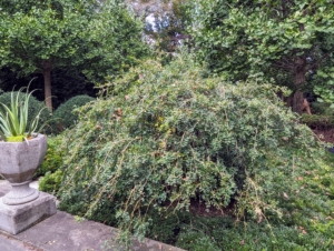 There are also six weeping Siberian pea shrubs with cascading weeping branches.