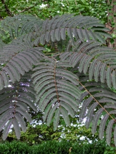 These are the beautiful deep-colored leaves of the chocolate mimosa tree. These leaves are bronze-green, fern-like leaves that appear in late spring and then become a deeper rich chocolate-burgundy color in summer.