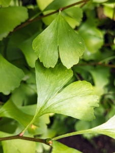 The leaves are unusually fan-shaped, up to three-inches long, with a petiole that is also up to three-inches long. This shape and the elongated petiole cause the foliage to flutter in the slightest breeze. Ginkgo leaves grow and deepen color in summer, then turn a brilliant yellow in autumn.
