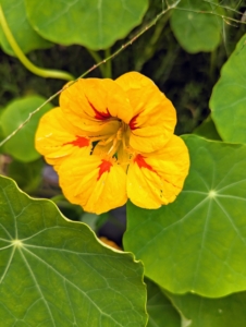 This is a Nasturtium. Nasturtium plants, Tropaeolum, are loved for their rich, saturated, jewel-toned colors. Planted in the spring after the threat of frost has passed, they are fast and easy to grow. Nasturtium is a genus of about 80 species of annual and perennial herbaceous flowering plants. It was named by Carl Linnaeus in his book Species Plantarum, and is the only genus in the family Tropaeolaceae.