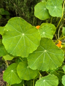 Here’s a look at the interesting leaves of Nasturtium. The leaves are circular, shield-shaped and grow on a trailing plant. They are fragrant, with a mustard-like scent. And, do you know... all parts of the nasturtium plant are edible. The flowers, leaves, stems, and young seed pods can be eaten. All of these parts have a distinct peppery flavor similar to radishes.
