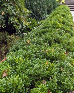 A couple times a year, we groom and prune these hedges to give them a more clean and manicured appearance.