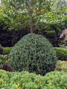 I also have these boxwood shrubs. Boxwood is naturally a round or oval shaped shrub that can reach up to 15 feet in height. I love the tapered tops.