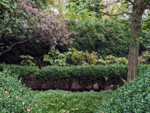 Behind the boxwood, one can see the tree peony plants. Tree peonies are larger, woody relatives of the common herbaceous peony, growing up to five feet wide and tall in about 10 years. They are highly prized for their large, prolific blooms that can grow up to 10 inches in diameter.