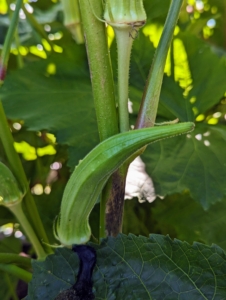 A common mistake is harvesting the pods when they are six to eight inches long, when most will have a woody taste.