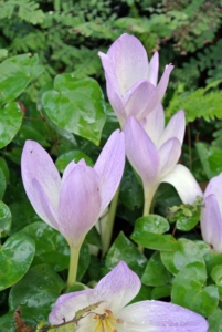 When the weather is mild, colchicum’s nearly perfect cup-shape flowers begin to unfurl. Most Colchicum plants produce their flowers without any foliage. This is why these flowers were first known by the common name “naked boys.” In the Victorian era, they were also called “naked ladies.”