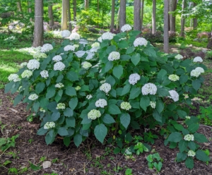 The hydrangea blooming season depends upon the type and cultivar as well as the planting zone. Most new growth hydrangeas put on buds in early summer to bloom in the following spring, summer and early fall seasons.