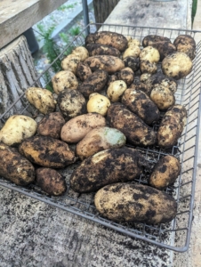 Another tip – never wash potatoes until right before using – washing them shortens the potato’s storage life.