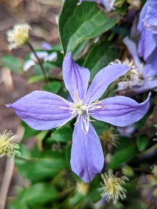 This is Clematis 'Arabella' with beautiful, color-changing blooms. Its single flowers with slightly upturned sepal edges open to violet-blue, then develop mauve-colored centers and fade to soft blue as they age.