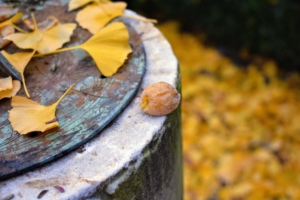 Here is a closer look at a ginkgo fruit on top of my sundial.