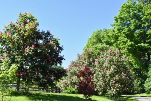 I also have large mature horse chestnut trees in front of the stable and along the carriage road azalea border. These trees burst with reddish-pink clusters in late spring.