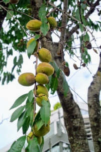 The leaves of the almond tree are long – about three to five inches. The almond fruit is leathery, and usually referred to as the hull or husk of the seed. It measures about two inches long, and is called a drupe. The outer covering, or exocarp, is a thick, grayish green coat, with a downy feel to it. This fruit is not edible.