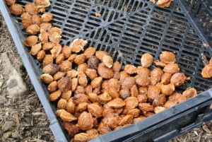 Shelling almonds refers to removing the hull to reveal the seed, so the almond that is eaten is inside this seed. Once all the almond seeds are removed from the fruits, they’re spread out and left to dry. These must be dried to reduce the moisture in the kernels.