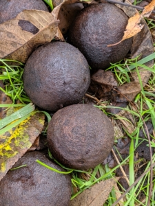 Here is a closer look. The husked nuts are about two inches in diameter. The nut inside is also more round, while the nuts on its butternut tree cousin are more egg-shaped and smaller.