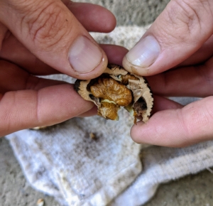 Because the black walnut shell is tougher than other nutshells, the nutmeat may be a bit challenging to remove, but here is nut inside.