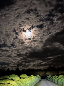 I hope you all have a very safe and frightfully fun Halloween. This is a photo taken by Mike Hester, a member of my security team, the night before the fog rolled in. It shows the eerie skies above my allée of boxwood. It almost appears as if there is a face in the clouds backlit by the moon.