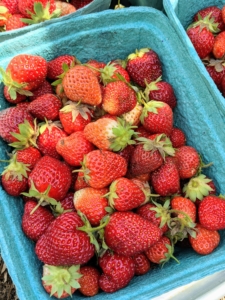 Summer strawberries are among the most popular fruits here in the United States. I love eating strawberries fresh from the garden or as jams and jellies I make myself. Do you know why it is called a “strawberry”? One theory is that woodland pickers strung them on pieces of straw to carry them to market. Others believe the surface of the fruit looks embedded with bits of straw. Still others think the name comes from the Old English word meaning “to strew,” because the plant’s runners stray in all directions as if strewn on the ground.