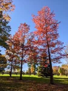 Here is another type of sweetgum. For fall color, the sweetgum is hard to beat. Its glossy green, star-shaped leaves turn fiery shades of red, orange, yellow and purple this time of year.