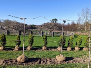 In April of 2022, we planted the first rows. They included European beech, European hornbeam, boxwood, and a variety of espaliered apple trees.