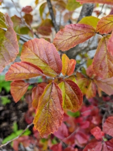 The oblong green leaves turn various shades of red, orange, and yellow in the fall, often persisting into the winter months.