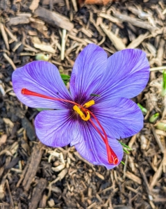 And look what else is starting to bloom here at the farm. This is just one of hundreds of saffron flowers planted by my friend and colleague Hannah Milman. Planting is done in July, August and September either by hand or by machine. Harvesting comes at the end of October to mid-November.