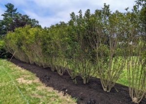 We also planted these privets. Ligustrum ovalifolium, also known as Korean privet, California privet, garden privet, and oval-leaved privet, is a species of flowering plant in the olive family native to Japan and Korea. It is a dense, fast-growing, deciduous evergreen shrub or small tree.