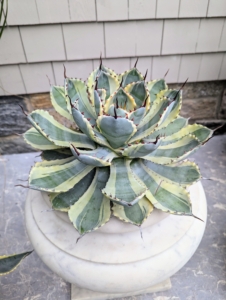 They also come in a variety of different colors. The leaves range from pale green to blue-grey and can be variegated or striped, like this one.
