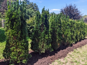 In August, we planted this row of yews. Yews are known for being slow-growing, but in the right conditions, yew hedge trees can grow about 30-centimeters per year. These yews are spaced closely, so they become a closed hedge in time.