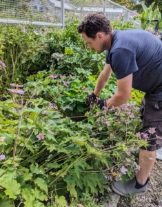 Outside the flower cutting garden, Ryan trims and grooms the long stemmed anemones and other plants.