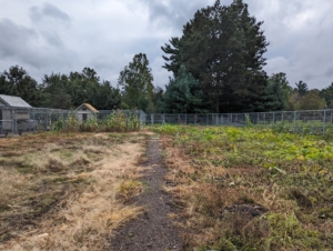 Remember my former vegetable garden? Now that we created my new half-acre vegetable garden closer to my home, I designated this area for pumpkins and corn this summer. Everything has been harvested, so it's time to clean up the area and rototill it before the cold season.