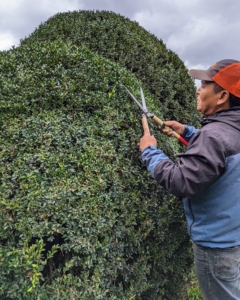 Here's Phurba pruning and grooming the boxwood along the allée to my stable. This is mostly done with hand shears to give them a more clean and manicured appearance. Phurba starts from the top of the shrub and works his way down.