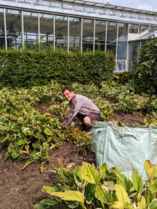 Here's Ryan tending the lily and hosta garden beds outside my main greenhouse.
