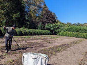Here he rakes the beds after they are weeded. These peonies have done so magnificently over the years. The plants are thriving and continue to grow wonderfully. I plan to remove every other peony and move it to another space - I'll be sure to show you how we do this process.