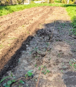 Before making the trench for planting, a line of twine is pulled down the length of the row. These trenches are 18-inches apart.