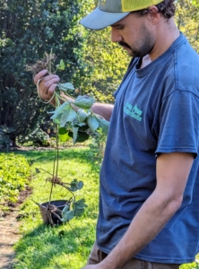 Brian inspects one of the plants. We planted these in May as bare-root cuttings. They've all done so well since then - look how big this plant has grown. The varieties we planted include ‘Jewel,’ ‘Galletta,’ ‘AC Valley Sunset,’ ‘Earliglow,’ ‘Sparkle,’ and ‘Honeoye.’