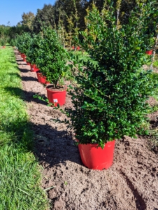 We always plant in an assembly line fashion - it is efficient and works well when working with mass plantings. All the potted holly is lined up nicely in the bed.