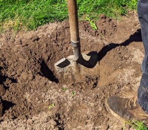 Then, each hole is dug. Remember the rule of thumb for planting trees – dig a hole that is two to three times wider than the root ball, but only as deep as the height of the root ball.