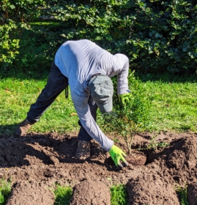 Soil is pushed back into the hole surrounding the root ball. The soil is then carefully tamped down to ensure good contact between the plant and the soil.