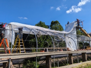 This process takes about 45-minutes. The greenhouse fabric is very heavy, but my crew is very strong. The greenhouse is about 60-feet by 40-feet so there is a lot of space to cover.