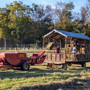 Here is a bale of hay as it is lifted in the baler’s reel and moved up the conveyor belt. And then propelled into the wagon by a mechanical arm called a thrower or a kicker. The bales are manageable for one person to handle, about 45 to 60 pounds each.