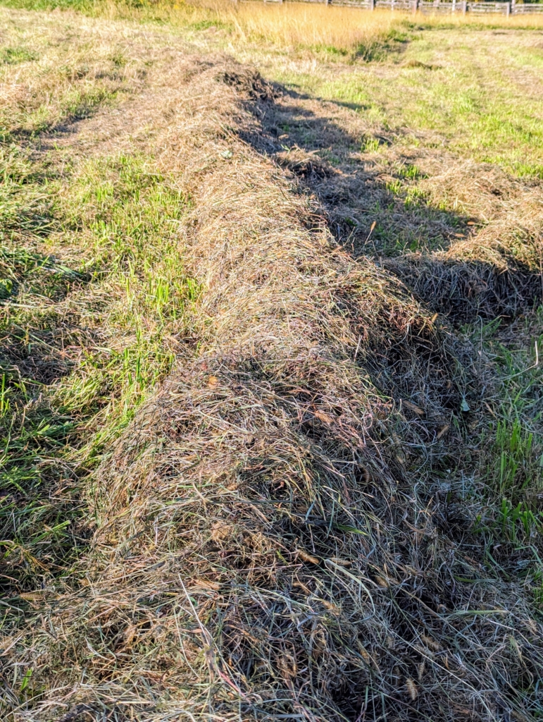 Hay Making Windrows Our Second Cut of Hay 2023 - The Martha Stewart Blog