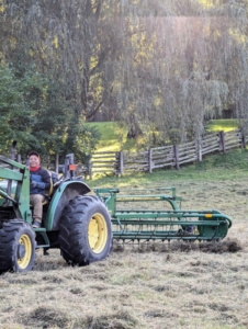 Next, it's time to make the windrows, which are rows of hay raked up and shaped before being baled. Here is Phurba pulling the bar rake and making windrows from the tedded hay.
