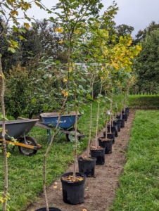 Then, all the potted trees are placed right where they should be planted. Everyone works in an efficient production line process. All the trees are positioned first before any planting begins. This is a row of hedge maples.